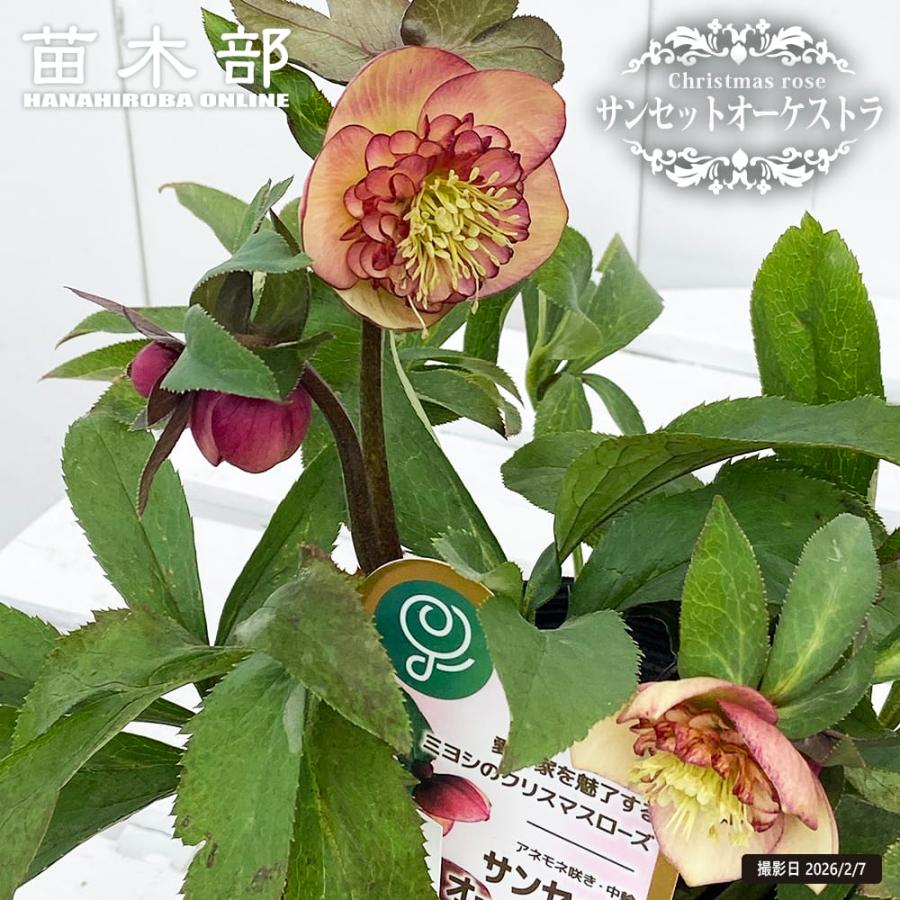 レッサーパンダ「歳末セール」クリスマスローズ 小苗 セット hanamankai_n-xmasrose-cgw5-sale