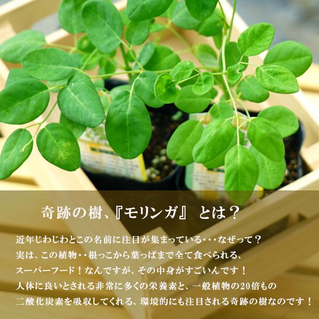 奇跡の樹モリンガ （ワサビノキ） スーパーフード 苗木 : 苗木部 花