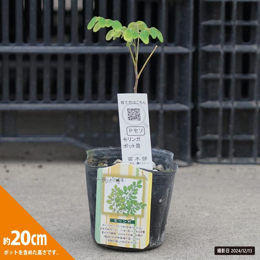 モリンガ　苗　ワサビノキ　スーパーフード　植物　② 奇跡の樹モリンガ （ワサビノキ） スーパーフード 苗木 : 苗木部 花