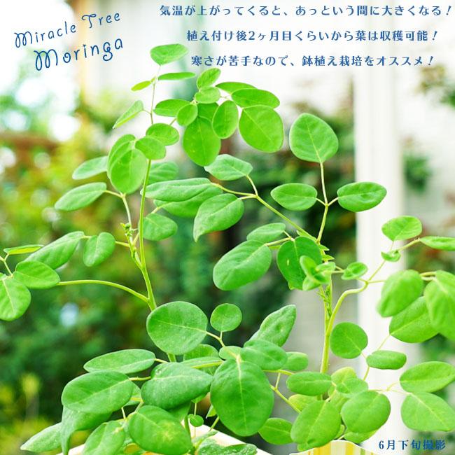 モリンガ接木 奇跡の樹モリンガ （ワサビノキ） スーパーフード 苗木 : 苗木部 花