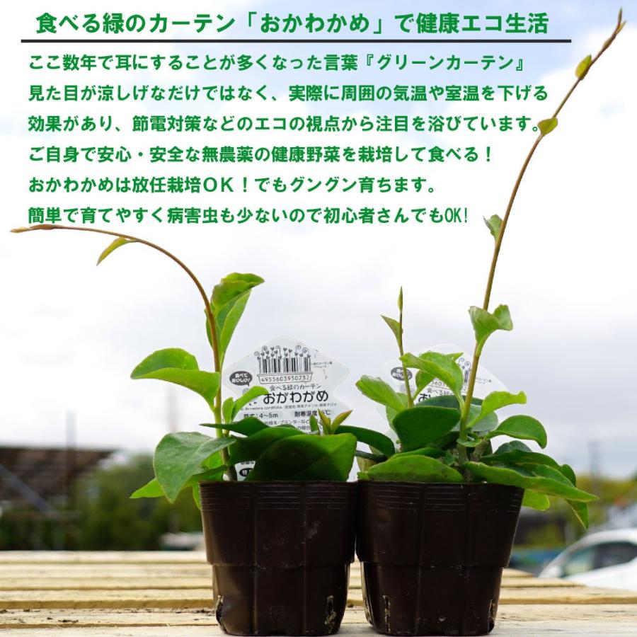 気質アップ 観葉植物 オカワカメ ３号 １ポット 緑のカーテン 家庭菜園 Riosmauricio Com