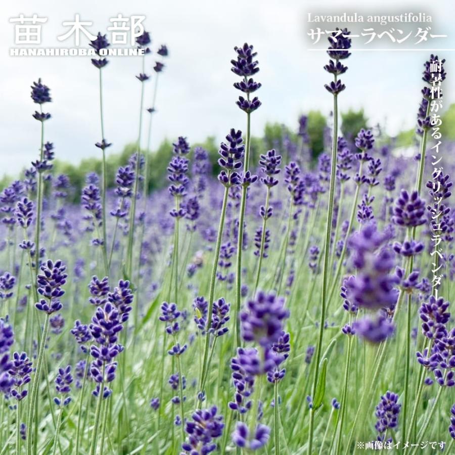 ラベンダー サマーラベンダー 3号ポット苗 爆買 : 苗木部 花ひろば