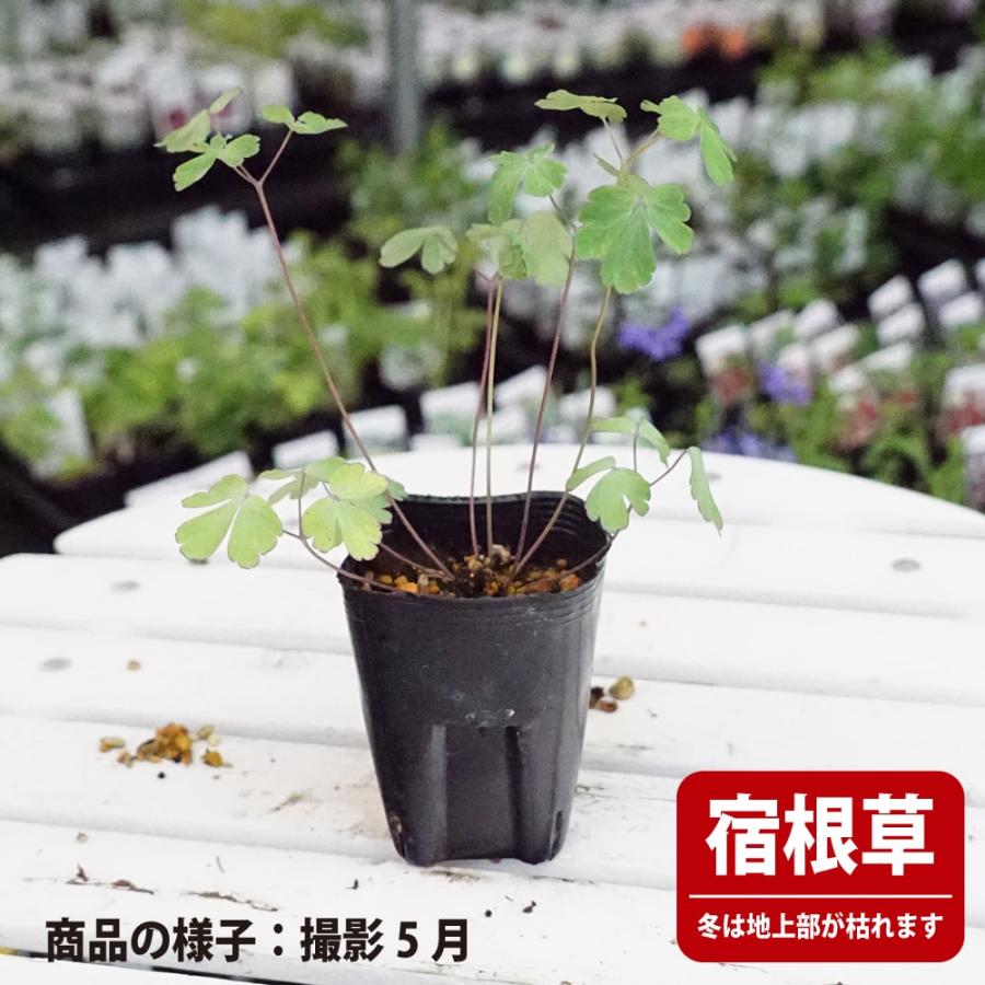 アクイレギア イエロークイーン 3号ポット苗 爆買いweek : 苗木部 花