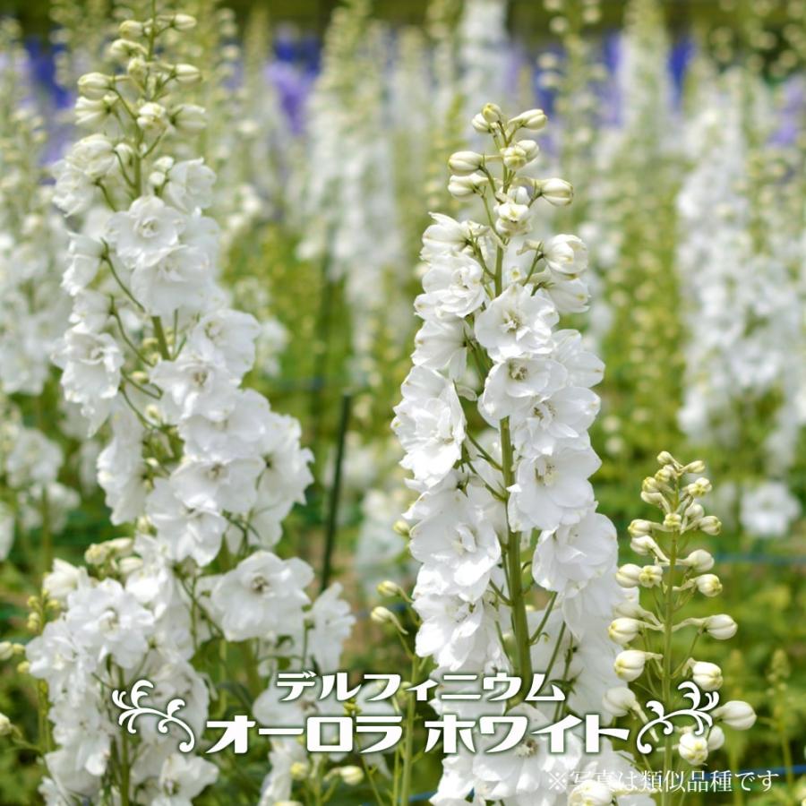 デルフィニウム オーロラ ホワイト 3号ポット苗 Kusa S479 苗木部 花ひろばオンライン 通販 Yahoo ショッピング