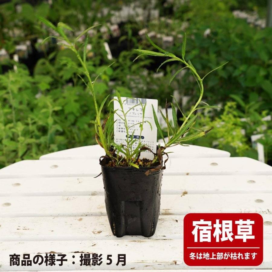 アキレア ノブレッサ 3号ポット苗 Kusa S498 苗木部 花ひろばオンライン 通販 Yahoo ショッピング