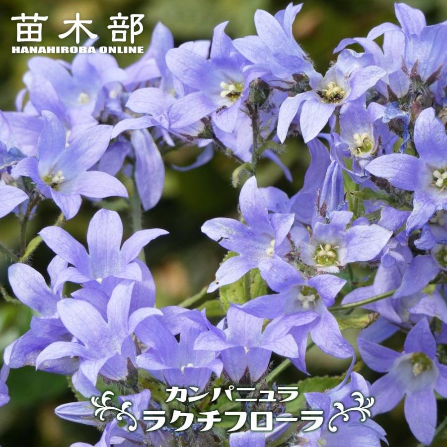 カンパニュラ ラクチフローラ 3号ポット苗 : 苗木部 花ひろば