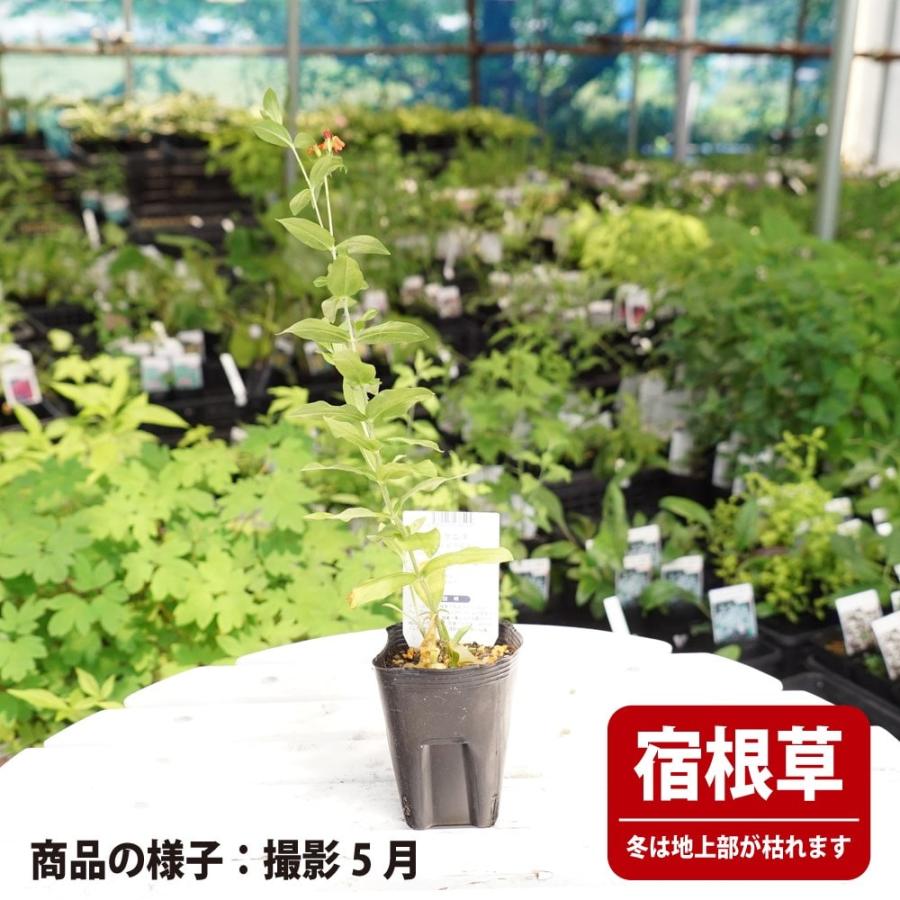 リクニス レッドクロス 3号ポット苗 爆買いweek : 苗木部 花ひろば