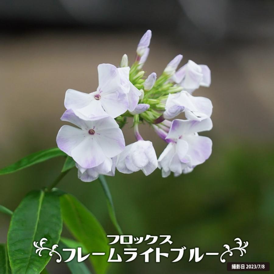 フロックス フレームライトブルー 3号ポット苗 : 苗木部 花ひろば