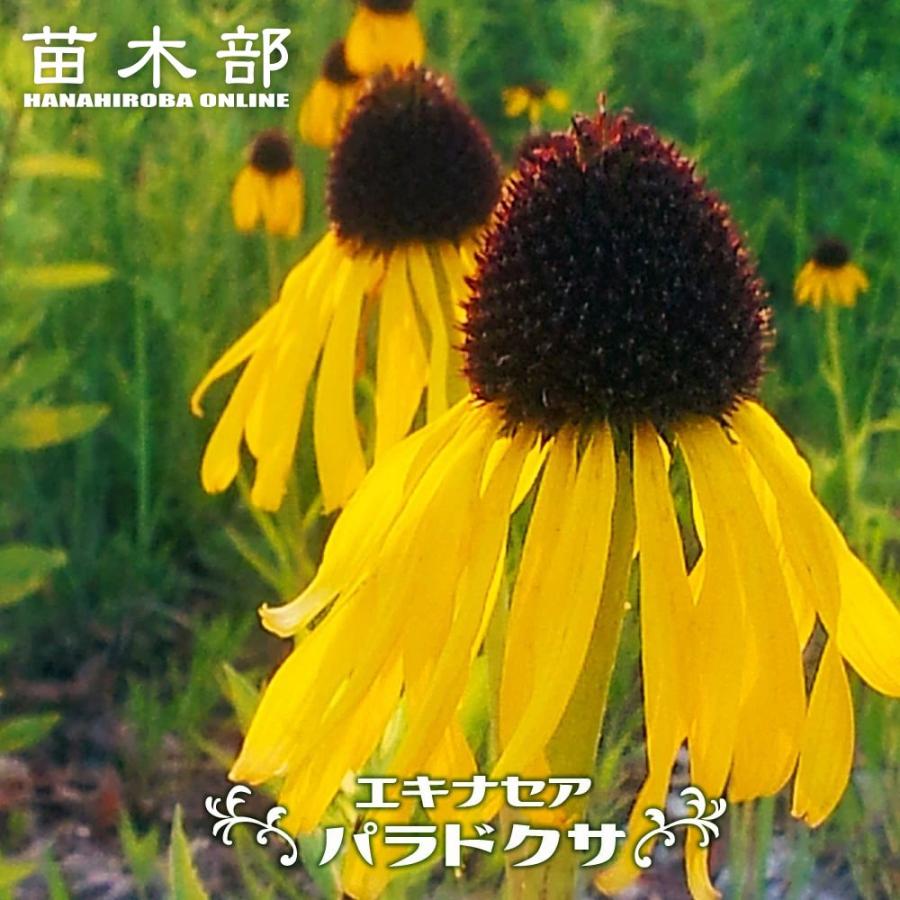 専用　　花苗 3ポット エキナセア パラドクサ 3号ポット苗 : 苗木部 花ひろばオンライン
