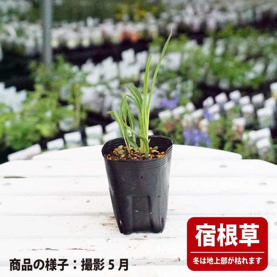 エキナセア パラドクサ 3号ポット苗 : 苗木部 花ひろばオンライン