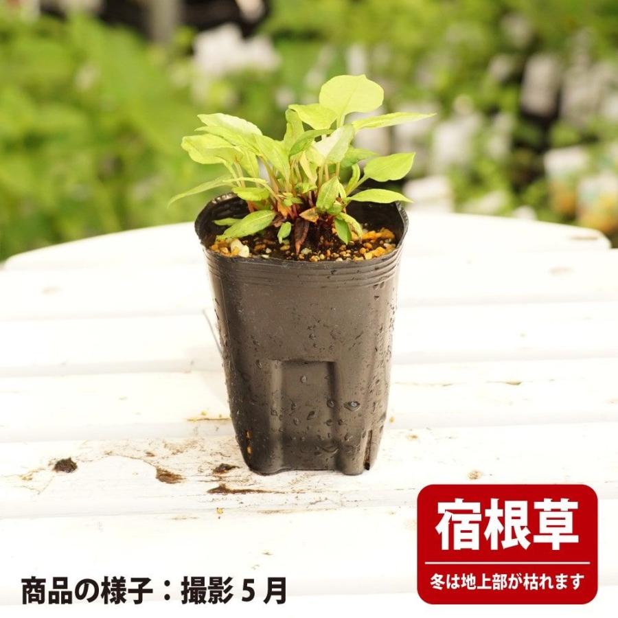 ペルシカリア ゴールデンアロー 3号ポット苗 爆買いweek : 苗木部 花