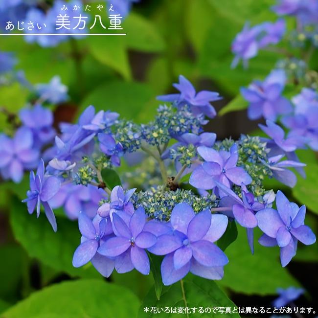 紫陽花 ヤマアジサイ 美方八重 3号ポット苗 : 苗木部 花ひろば