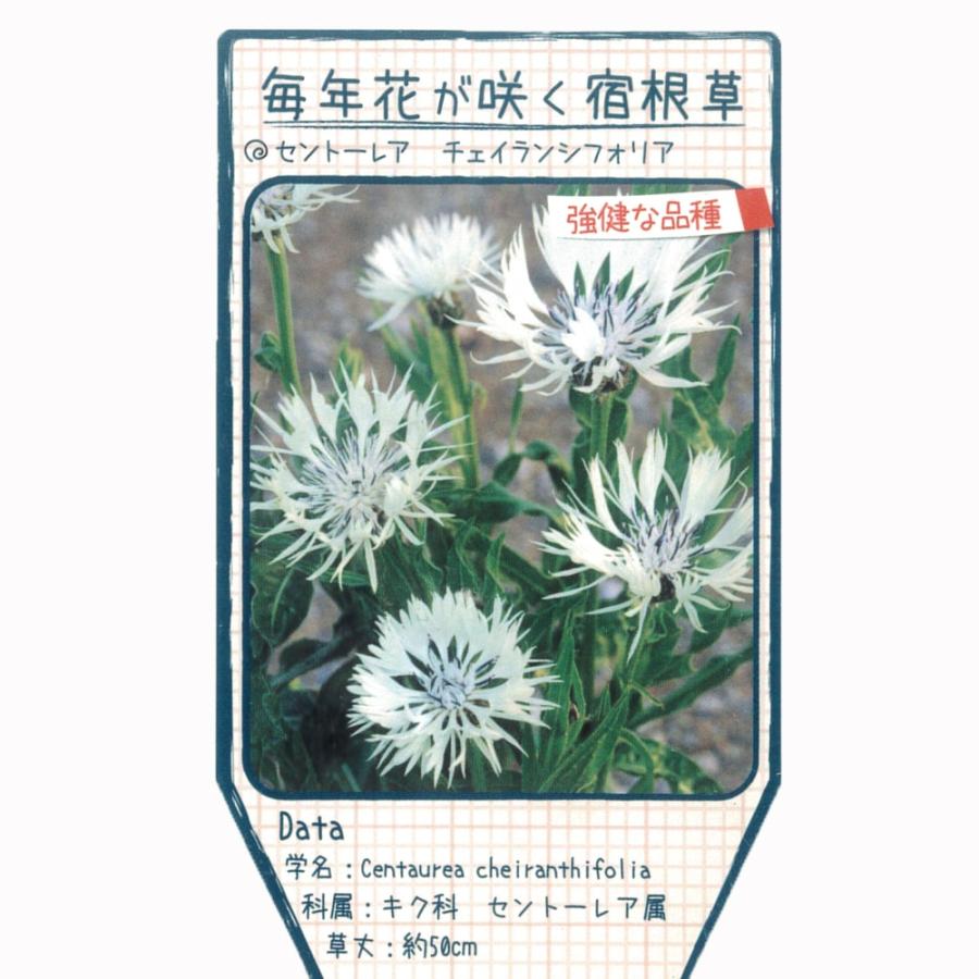 セントーレア チェイランシフォリア ポット苗 最大48 Offクーポン