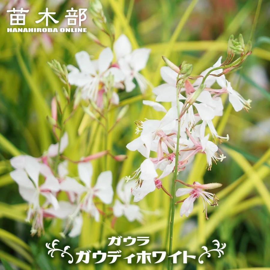 ガウラ （ハクチョウソウ） ガウディホワイト 3号ポット苗 : 苗木部 花