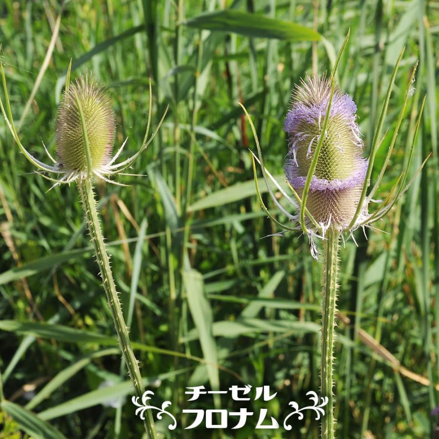 チーゼル フロナム 3号ポット苗 爆買いweek : 苗木部 花ひろば