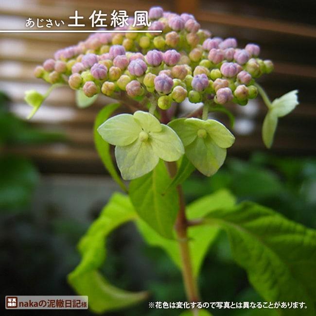 紫陽花 ヤマアジサイ 土佐緑風 3号ポット苗 : 苗木部 花ひろば