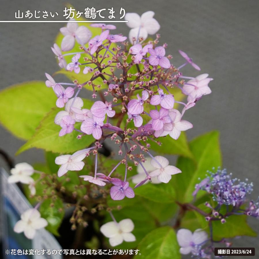 紫陽花 ヤマアジサイ 坊ヶ鶴てまり 3号ポット苗 : 苗木部 花ひろば