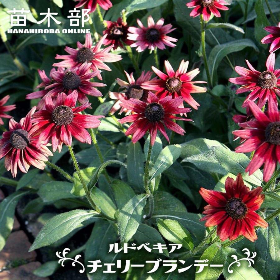 ルドベキア チェリーブランデー 3号ポット苗 : 苗木部 花ひろば