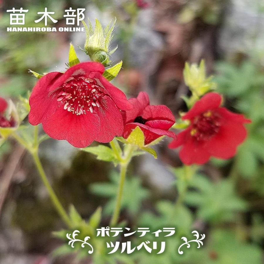 ポテンティラ ツルベリ 3号ポット苗 : 苗木部 花ひろばオンライン