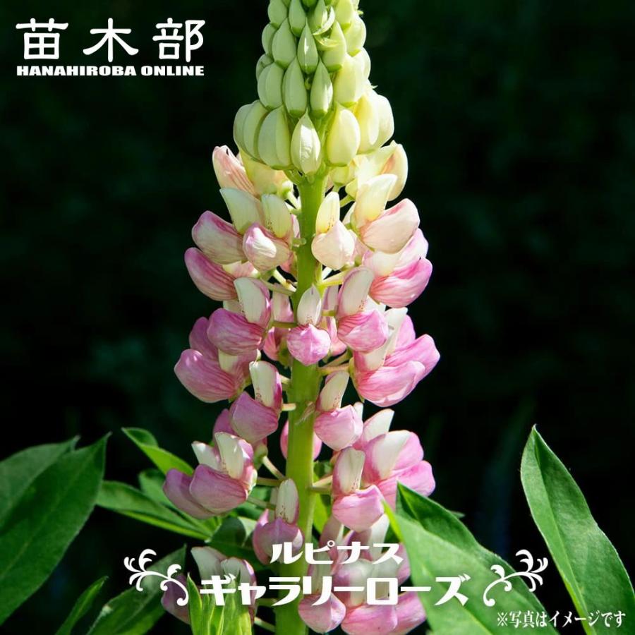 ルピナス ギャラリーローズ 3号ポット苗 : 苗木部 花ひろばオンライン