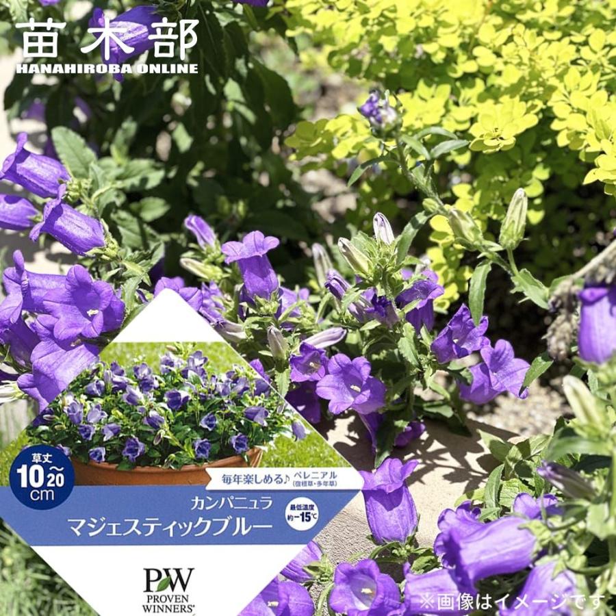 カンパニュラ マジェスティックブルー 3.5号ポット苗（PW) : 苗木部 花