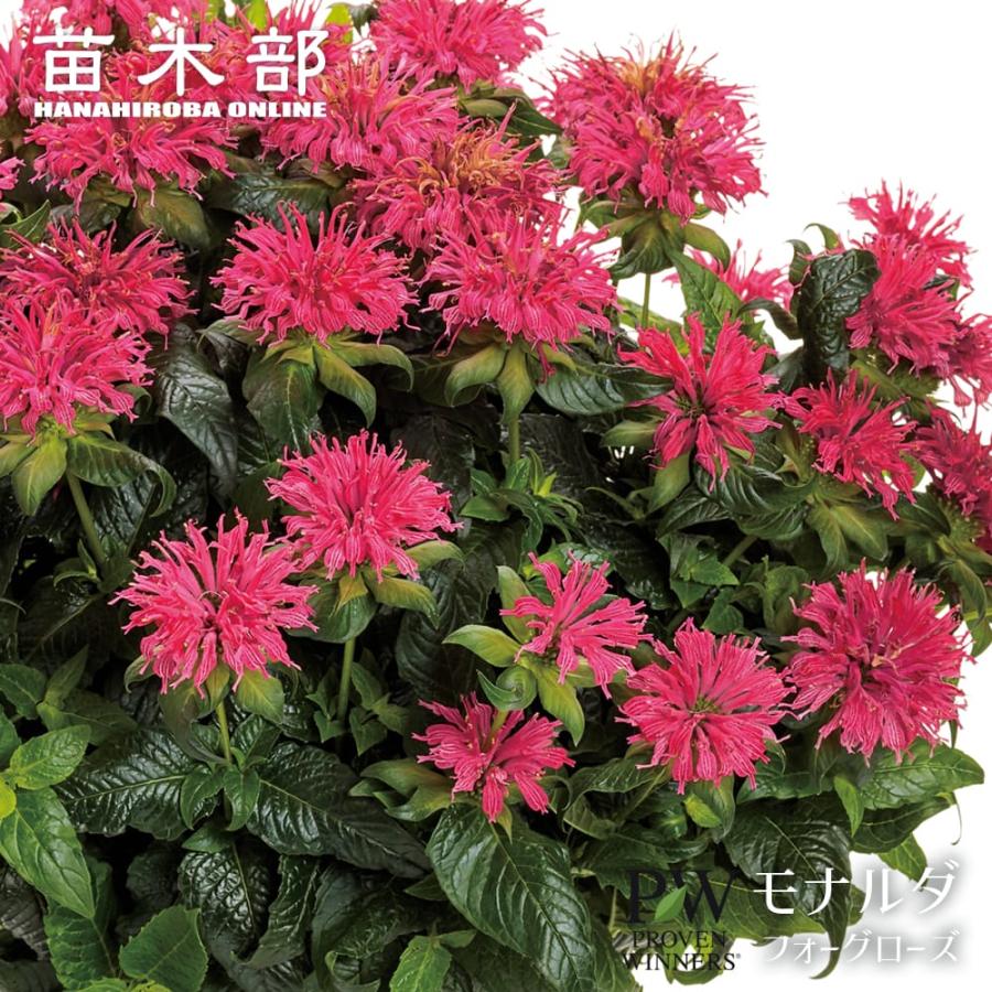 宿根草 モナルダ フォーグローズ 4号ポット苗(PW) 出願予定 : 苗木部