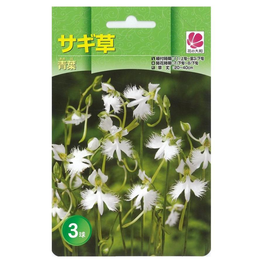 サギソウ 青葉 球根 （3球入） （植え付け時期11月上旬〜翌3月下旬