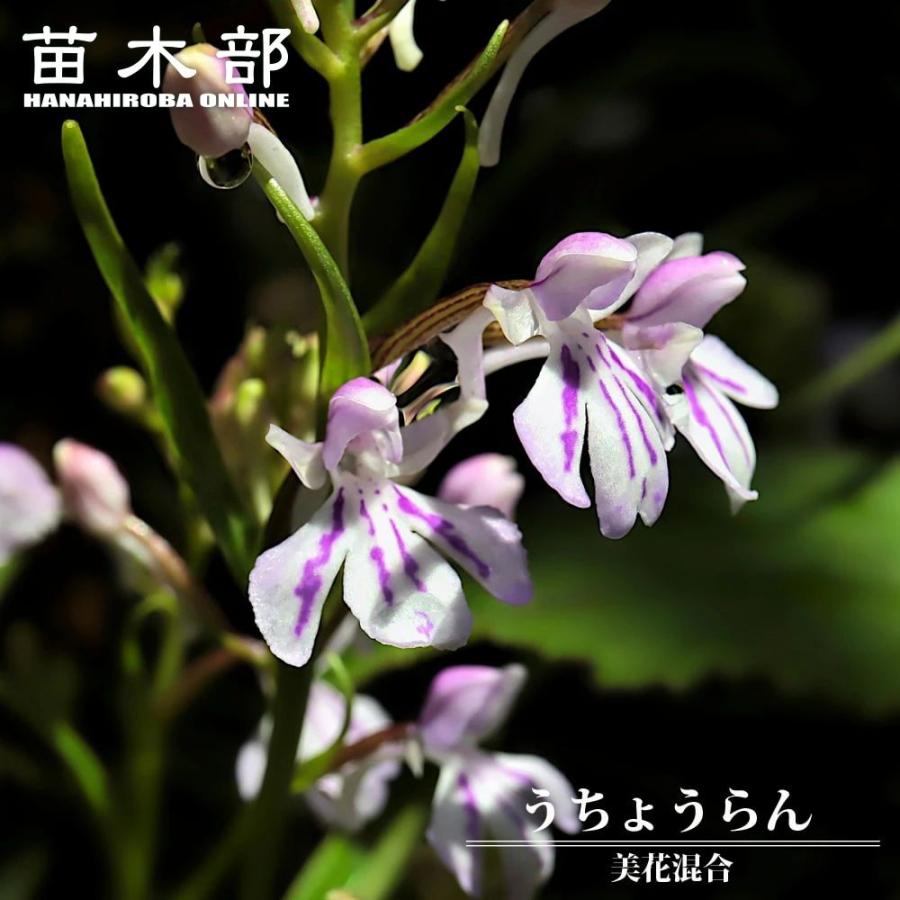 球根 うちょうらん美花混合 2球入 爆買いweek（Yahoo!・苗木部 花ひろばオンライン）