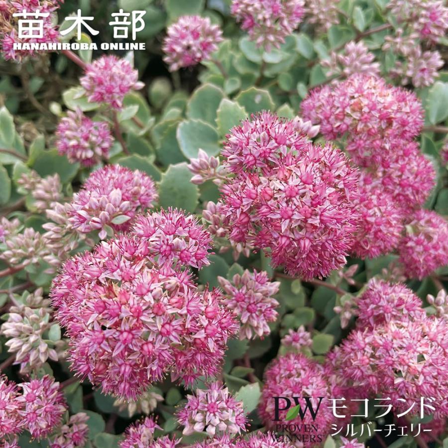 セダム モコランド シルバーチェリー 4号ポット苗（PW)（契約品種
