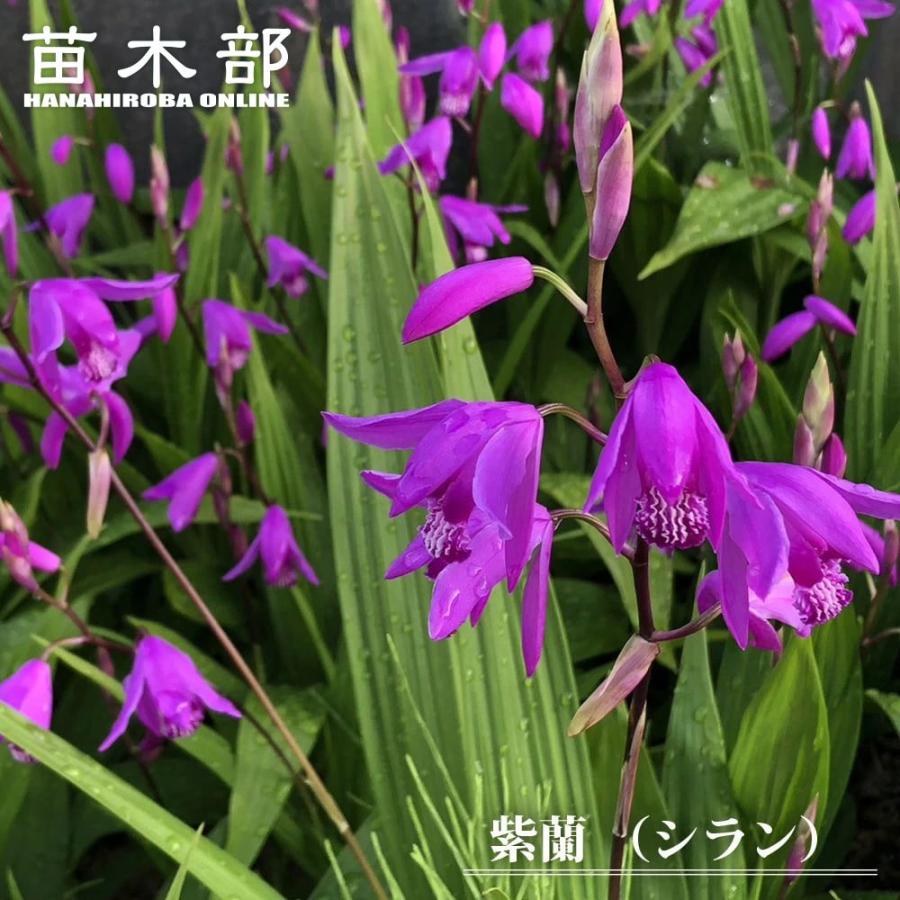 紫蘭シラン苗 蘭朱蘭 球根 斑入り葉も混植 芽吹き後 色は確認30円〜 シラン(紫蘭) 斑入り葉【花苗 3.5号ポット】｜ 【植物のITANSE