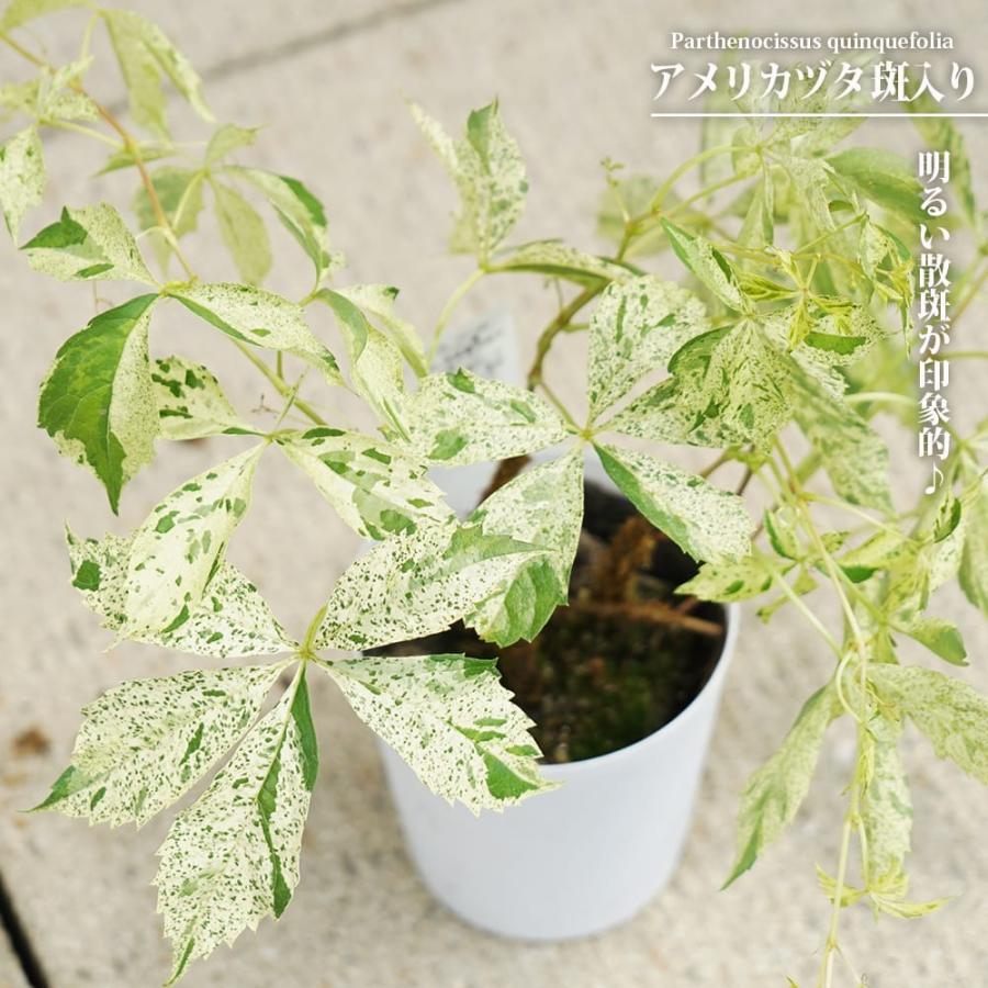 アメリカツタ 斑入り 3.5号 鉢植え 爆買いweek : 苗木部 花ひろば