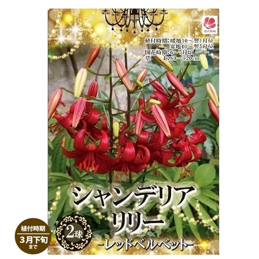 シャンデリアリリー レッドベルベッド ユリの球根 （2球入り） （植え付け時期10月〜翌年3月下旬） 爆買いweek（Yahoo!・苗木部 花ひろばオンライン）