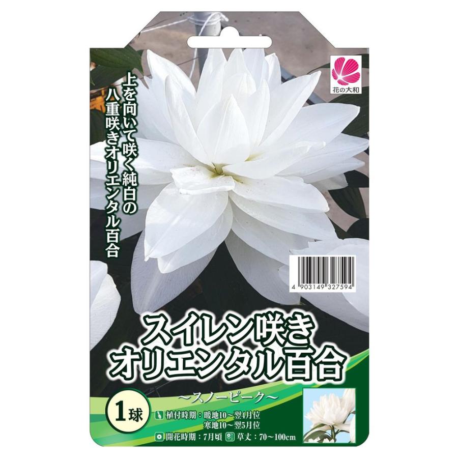 スイレン咲きオリエンタル百合 球根 （1球入） （植え付け時期5月まで