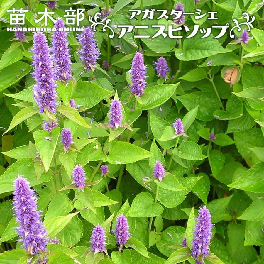 アガスターシェ アニスヒソップ 3号ポット苗 : 苗木部 花ひろば