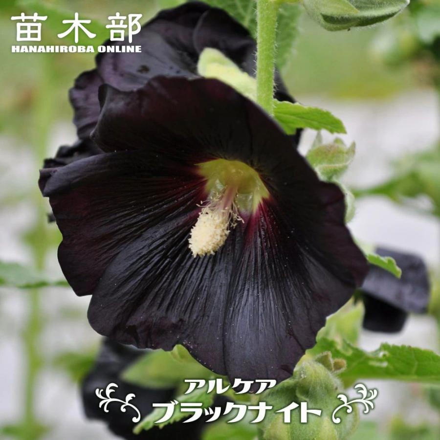 アルケア ブラックナイト ポット苗 Kusabana Alcea Blacknight 苗木部 花ひろばオンライン 通販 Yahoo ショッピング