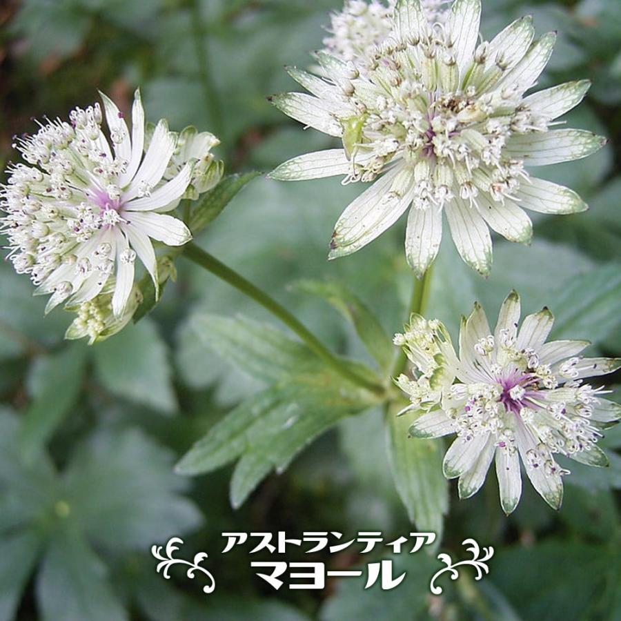 アストランティア マヨール 3号ポット苗 Kusabana Asu Mayo Ru 苗木部 花ひろばオンライン 通販 Yahoo ショッピング