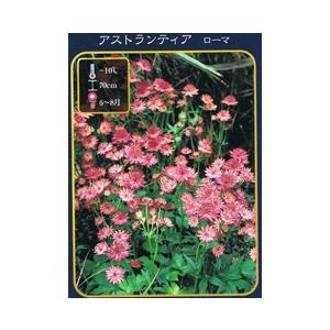 アストランティア ローマ ポット苗 宿根草 : 苗木部 花ひろば