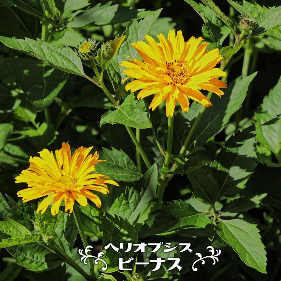 ヘリオプシス ビーナス ポット苗 宿根草 苗 多年草 耐寒性 予約販売10月中旬頃入荷予定 Kusabana Bi Nasu 苗木部 花ひろばオンライン 通販 Yahoo ショッピング