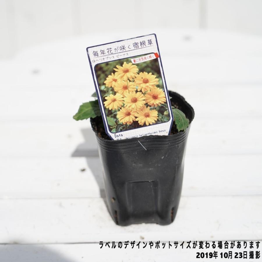 ヘリオプシス ビーナス ポット苗 宿根草 苗 多年草 耐寒性 予約販売10月中旬頃入荷予定 Kusabana Bi Nasu 苗木部 花ひろばオンライン 通販 Yahoo ショッピング