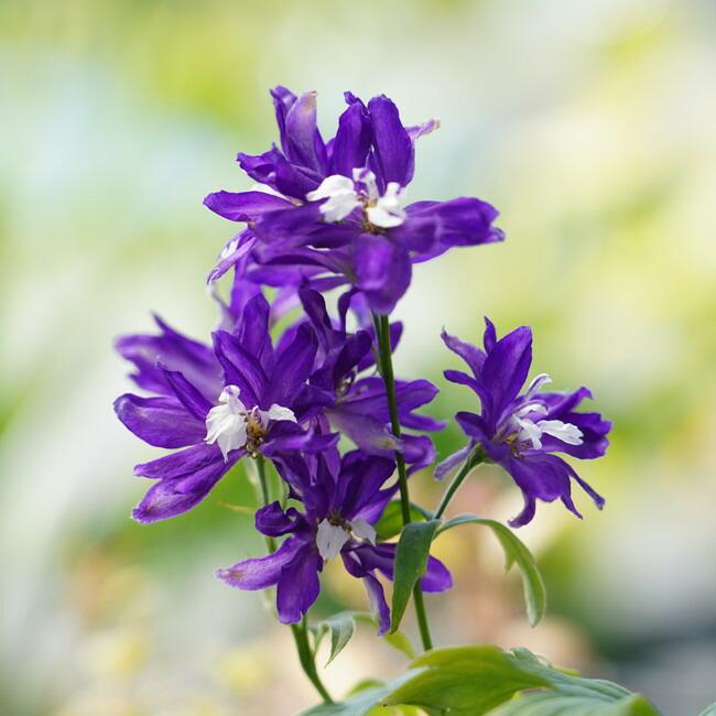 デルフィニウム ダークブルー ポット苗 Kusabana Deru Da Kuburu 苗木部 花ひろばオンライン 通販 Yahoo ショッピング