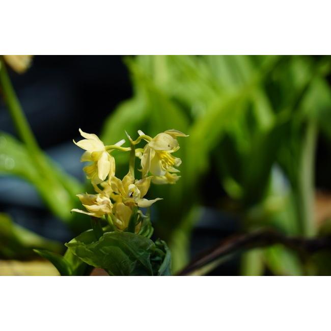 山野草 エビネ 苗 タカネエビネ （ 高嶺海老根 ） 宿根草 : 苗木部 花