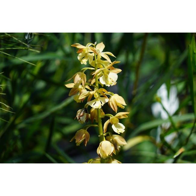 山野草 エビネ 苗 タカネエビネ （ 高嶺海老根 ） 宿根草 : 苗木部 花