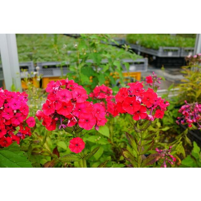 宿根フロックス レッドライディングフード 3号ポット苗 予約販売10月中旬頃入荷予定 Kusabana Furo Rettdo 苗木部 花ひろばオンライン 通販 Yahoo ショッピング