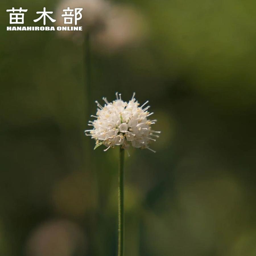 サクシセラ フロステッドパールズ3号ポット苗爆買いweek : 苗木部 花