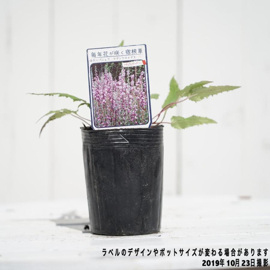 カンパニュラ ラプンクロイデス ポット苗 Kusabana Kanpa Rapunculoides 苗木部 花ひろばオンライン 通販 Yahoo ショッピング