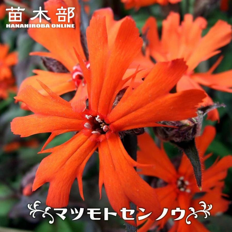 マツモトセンノウ ポット苗 : 苗木部 花ひろばオンライン - 通販
