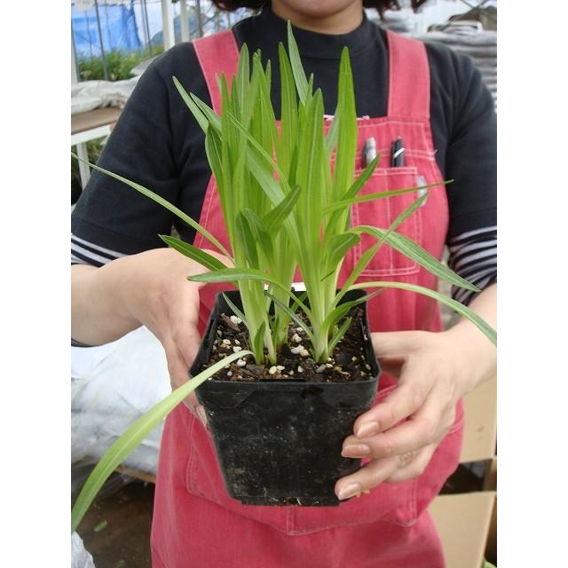 リアトリス スピカタ ポット苗 宿根草 苗 多年草 耐寒性 : 苗木部 花
