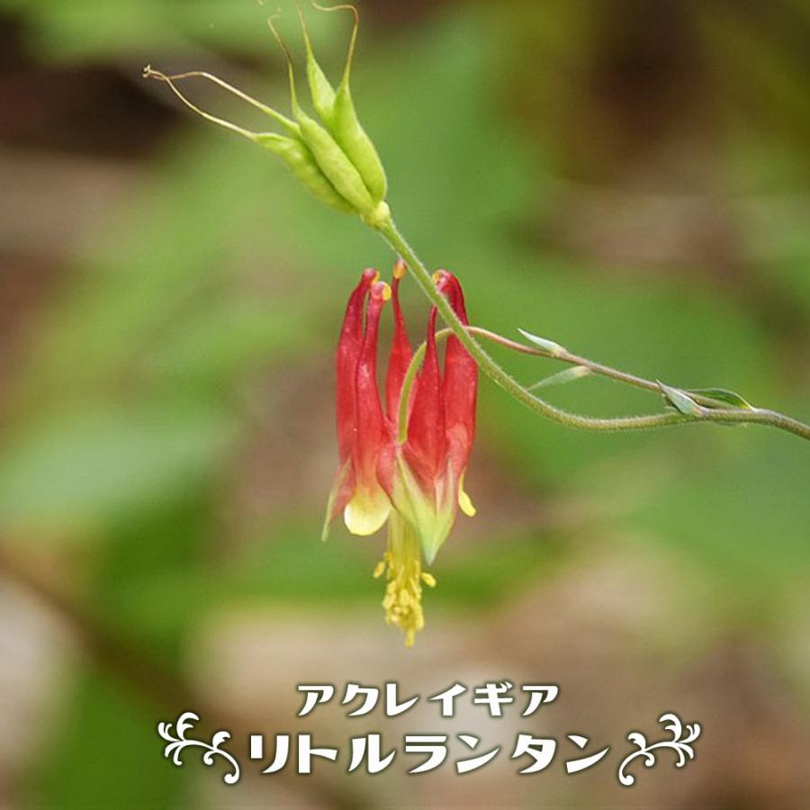 アクイレギア リトルランタン ポット苗 Kusabana Ritorurantan 苗木部 花ひろばオンライン 通販 Yahoo ショッピング