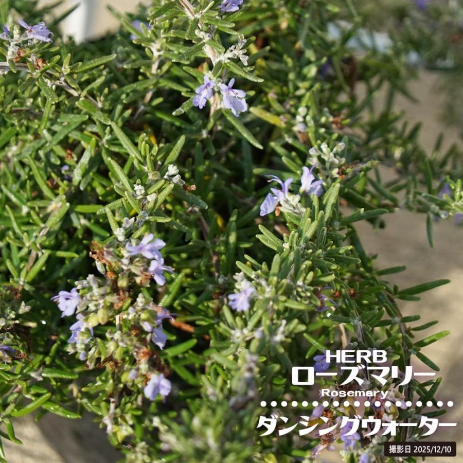 ハーブ ローズマリー ダンシングウォーター 5号 ポット苗 : 苗木部 花