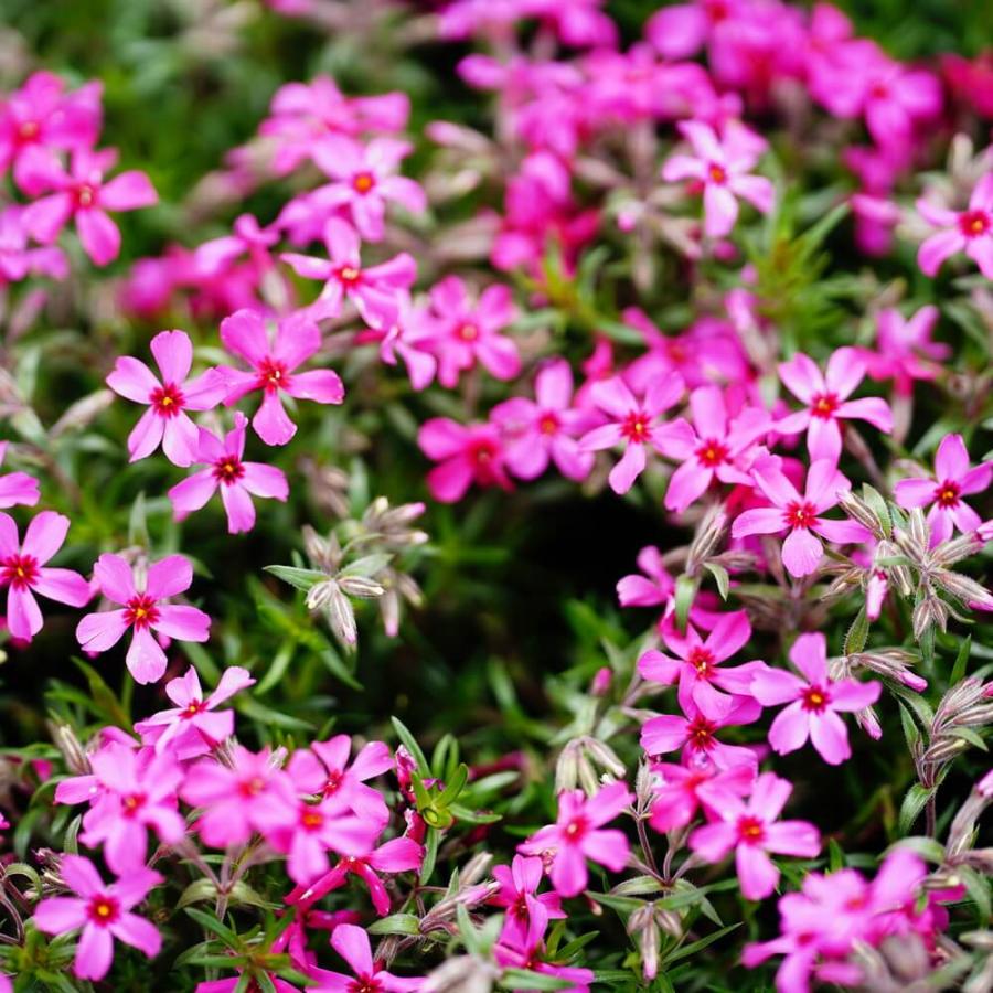 ぱぱさん専用 / Floraison さくら 赤花土肥桜 早咲き カンザクラ系の通販 苗木部 By 花